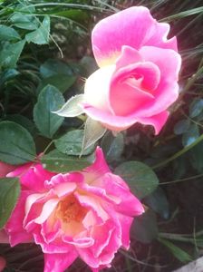 PINK RUFFLED