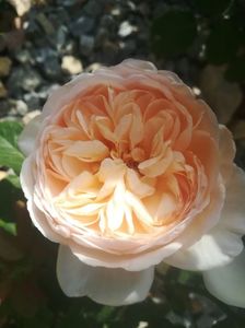 ALEXANDRINE BELLE ROMANTICA
