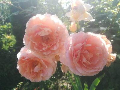 ABRAHAM DARBY
