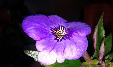 19-Erecta Botanical_