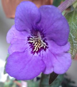 19-Erecta Botanical_(1)