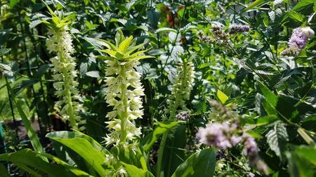 Eucomis in gradina