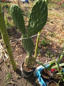 Cactus fructifer 40 lei