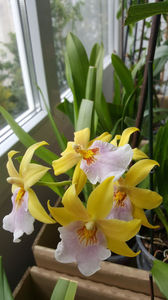 miltonia sunset