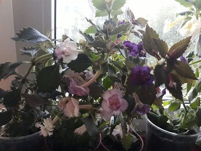 Oxygen - stanga si Abyss