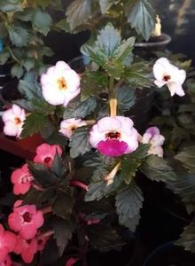 Summer Flame - stanga si Coup de Foudre