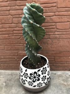 Cereus Peruvianus Spiralis