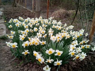 Poiana narciselor 2020... Bogăție!