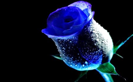 Trandafirul Albastrul ❤