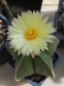 Astrophytum myriostigma nudum; A nu stiu cata floare...
