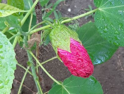 Hibiscus TD 2