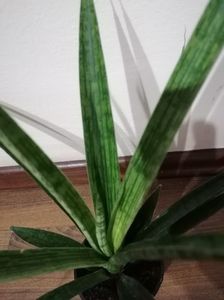 Sansevieria pixel green