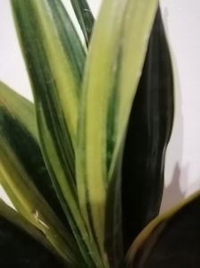 Sansevieria golden flame