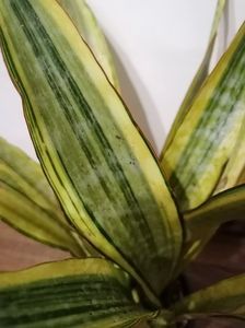 Sansevieria aubritiana lauren