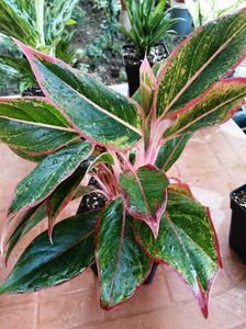 Aglaonema Crete