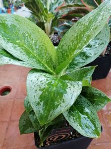 Aglaonema Silver/Green