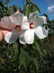 Hibiscus moscheutos 70lei