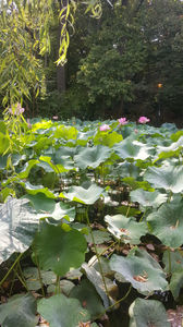 Lotus de Nil - Lotus de IndiaNelumbo nucifera; august-2020
