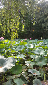 Lotus de Nil - Lotus de IndiaNelumbo nucifera; august-2020
