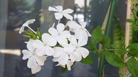 Plumbago alb