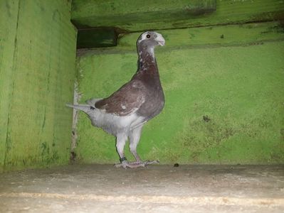 Vandut