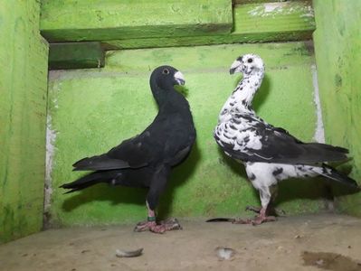 Vanduti