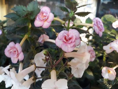 Amelua Vitorino si White Angel