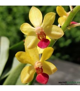 orhidee-vdnps-yih-cheng-amanda-phal-anna-larati-soekardi-v-miniata; Achizitie
