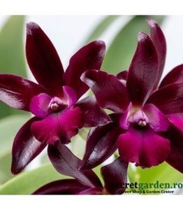 orhidee-cattlianthe-lc-sagarik-wax-african-beauty-parfumata; Achizitie
