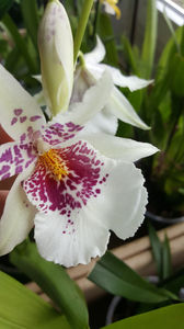 beallara "BigShot HiloSparkle"; Un hibrid foarte complex cu flori uriase si grele.
