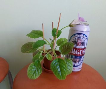 ; Doza de bere este pentru comparatie ca dimensiune.
