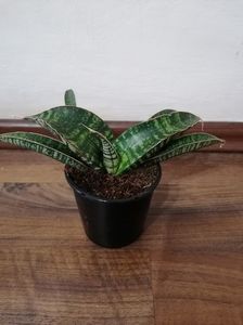 Sansevieria tabby