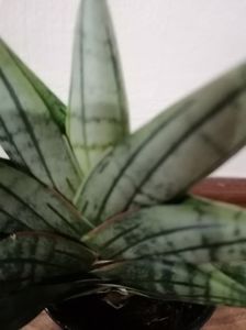 Sansevieria inti
