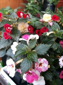 ...cu Rozi Roza si RF s Tropicana...