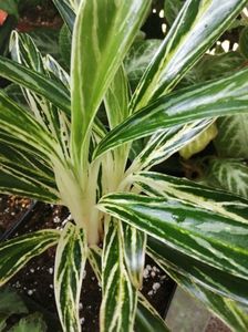 Aglaonema White Green