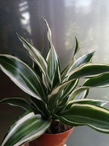 Dracena variegata