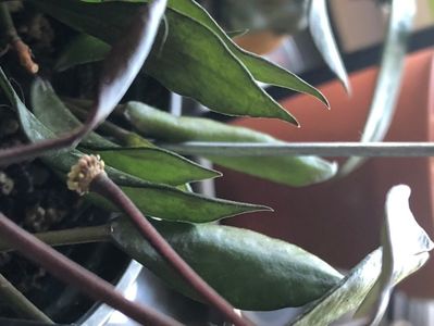 Hoya Lacunosa; august 2020
Primul peduncul
