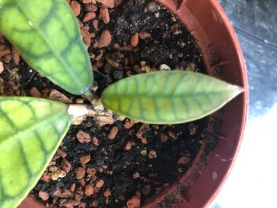 hoya callistophylla; Short leaves
