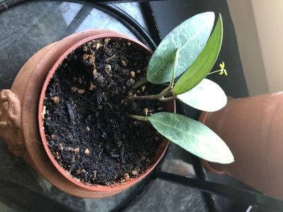 Hoya Elliptica; august 2020
