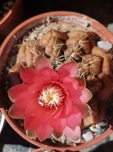 Gymnocalycium baldianum