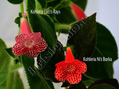 Kohleria Luci s Rays si Borka - Comparatie nuante de rosu; Kohleria Luci s Rays si Borka - Comparatie nuante de rosu
