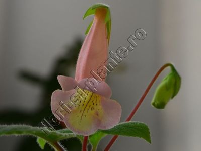 Sinningia EW s Pink Pearl