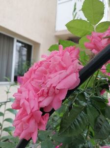 Rosarium Uetersen