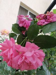 Rosarium Uetersen