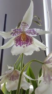beallara "BigShot HiloSparkle"