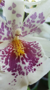 beallara "BigShot HiloSparkle"; un selfie
