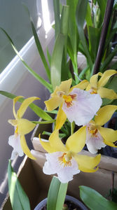 miltonia sunset