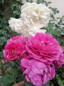 Trandafir Bicentenaire de Guillot și trandafir Tranquility