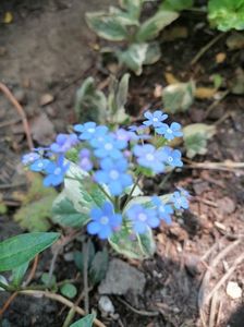 Myosotis