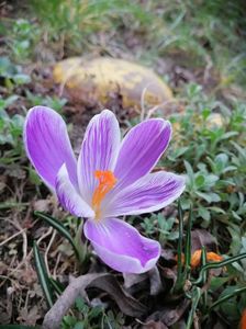 Brândușa